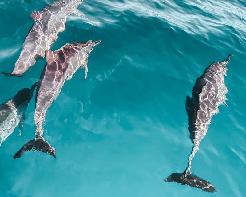 Three dolphins swim gracefully in the clear blue ocean, capturing serene marine life.