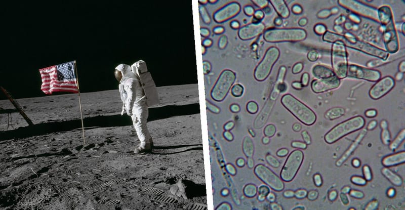 ¿Los microbios sobreviven en la Luna? La NASA muestra preocupación imagen del post