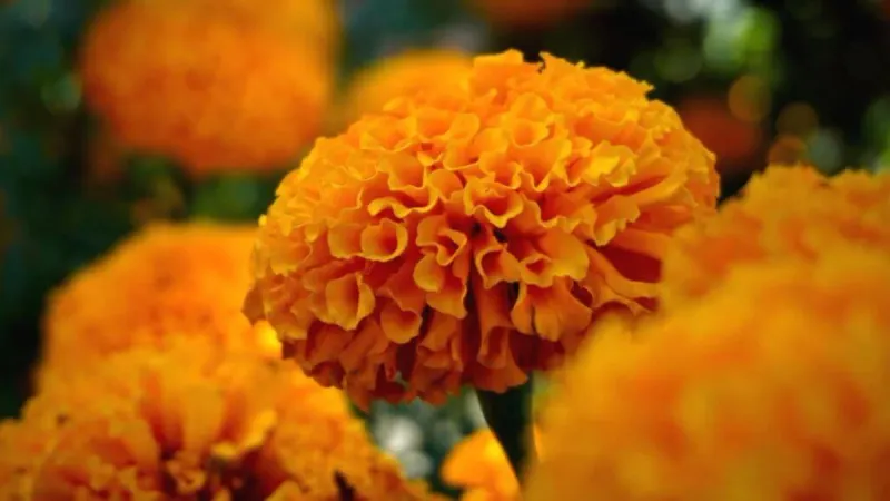 5 flores mexicanas que se usan en comidas imagen del post