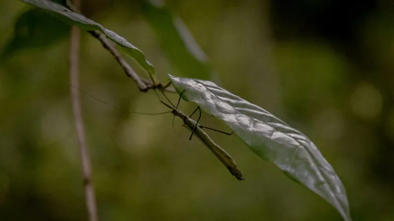Close-up of a stick insect on a leaf in Vitoria, Brazil's lush environment.