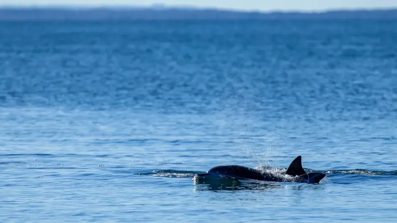 Bottlenose dolphins swimming in the clear waters of New South Wales, Australia under a bright sky.