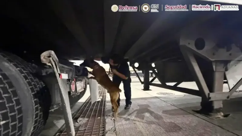 “Chocolate” es el perro policía que detectó 249 kg de droga ocultos en un tráiler en Tijuana imagen del post