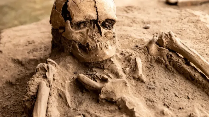 Detailed view of an ancient human skeleton uncovered at an archaeological excavation site, showcasing history.