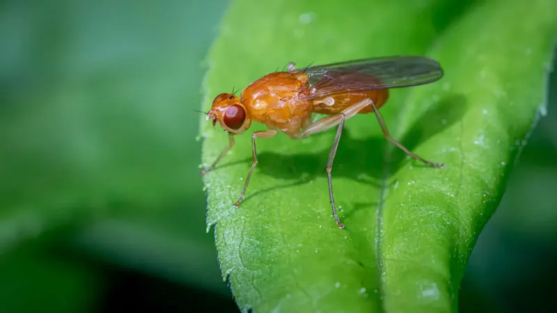 Macro shot of a fruit fly on a green leaf, highlighting its detailed features.