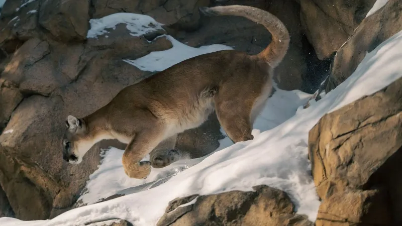 A majestic mountain lion traversing snowy rocks in a winter setting.
