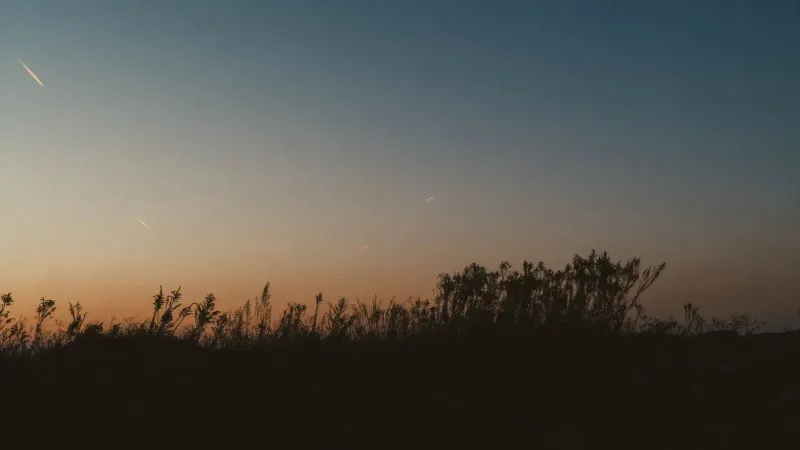 Silhouette of grass at twilight in Batumi, showcasing nature's calm evening solitude.