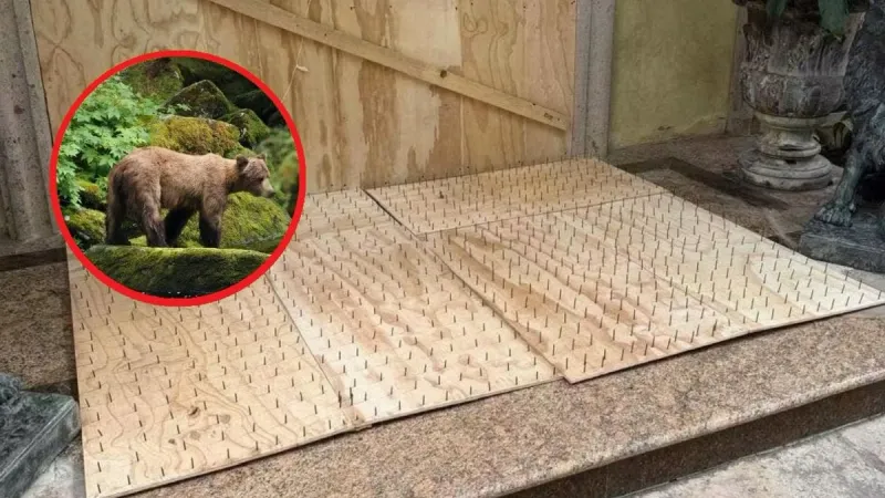 En Monterrey venden tablas con clavos “anti osos”: Autoridades ya piden retirarlas imagen del post