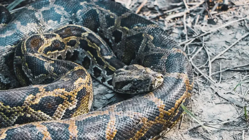 Detailed image of a Burmese python (Python bivittatus) in its natural environment.