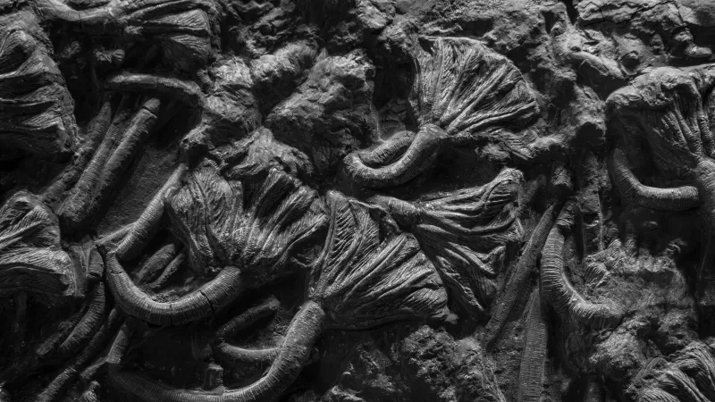 Close-up of ancient fossil textures captured in monochrome, showcasing intricate patterns.