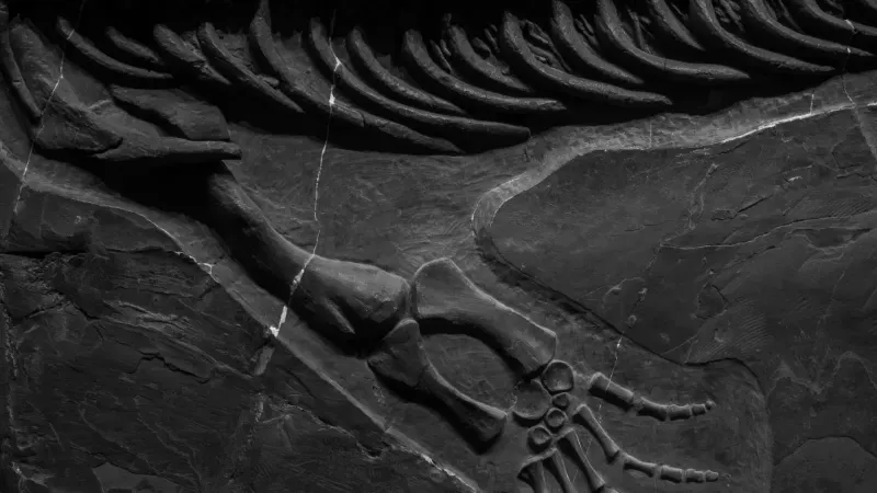 Detailed close-up of fossilized dinosaur bones preserved in rock formation.