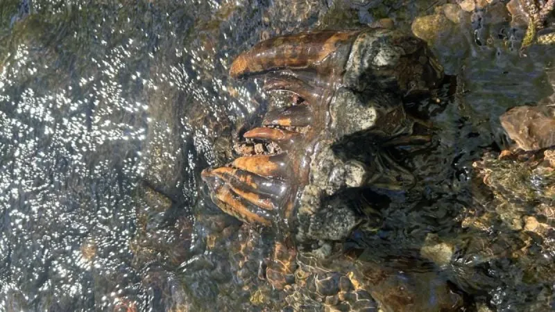 Hallan un molar de mastodonte “de 10,000 años”; otro de California resultó de unos 14,000 imagen del post