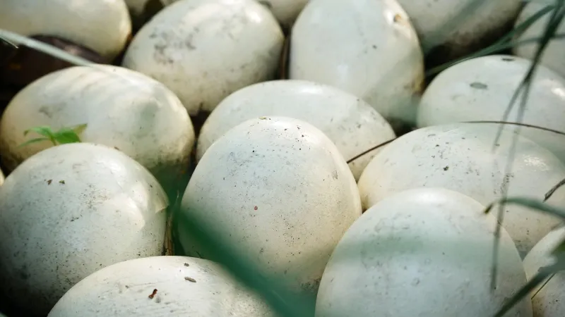 Close-up shot of white turtle eggs nestled in a natural setting, highlighting their texture.