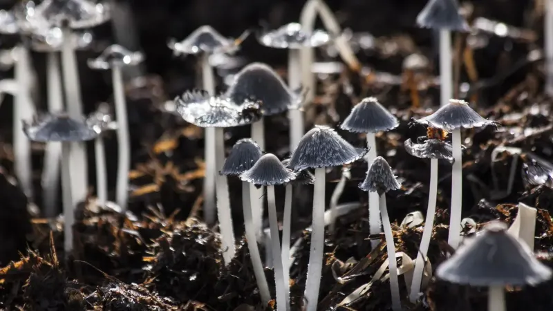 A close-up of delicate mushrooms growing in wet foliage displaying intricate textures.