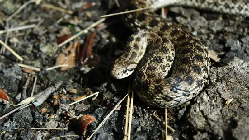 Primer plano de una serpiente camuflada que se mezcla con su hábitat natural.
