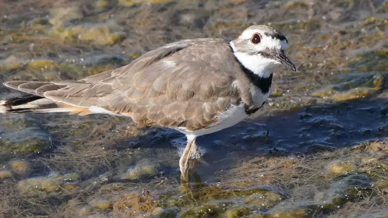 Close-up of a Killdeer shorebird standing in the wetlands of Goleta, California.