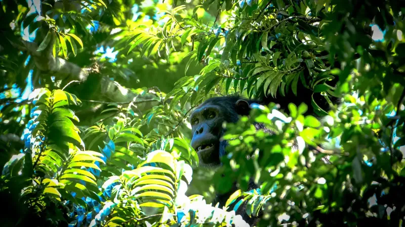 A chimpanzee peers through vibrant green foliage in a dense jungle setting. Perfect for wildlife themes.