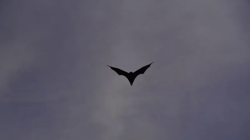 Silueta de un murciélago volando solo contra un cielo vespertino profundo y sereno.