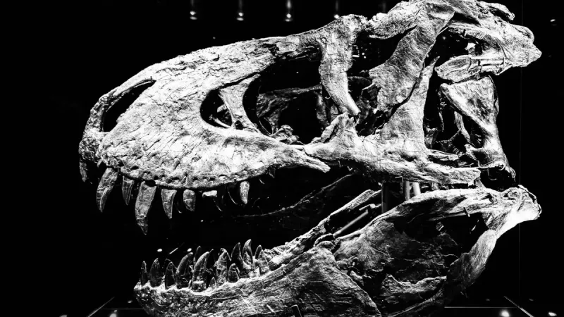 Black and white image of a T. Rex skull displayed in a museum setting.