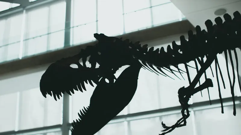 Striking silhouette of a dinosaur skeleton displayed indoors with dramatic lighting.