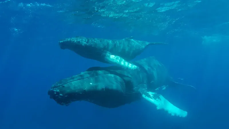 A serene underwater scene of a mother humpback whale with her calf, swimming peacefully.