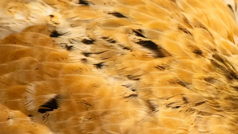Detailed close-up of bird feathers showcasing brown tones and intricate patterns for texture study.