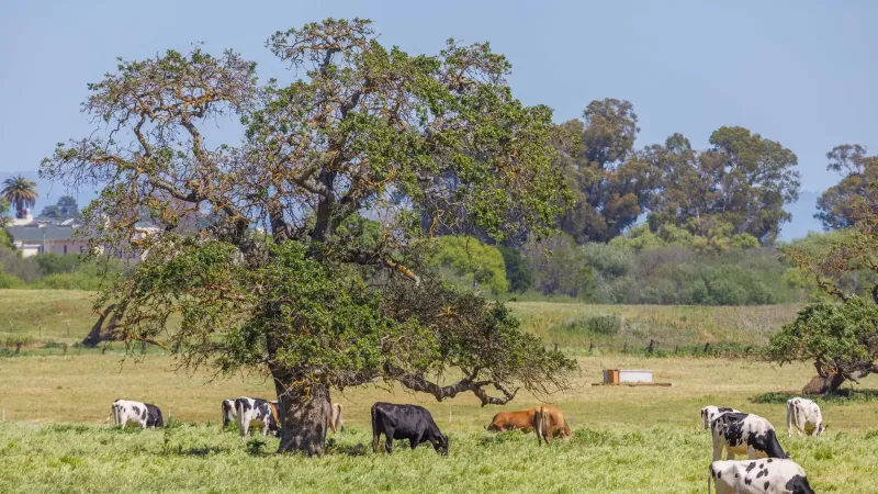 Vista idílica de campo con vacas pastando bajo exuberantes árboles en un campo abierto.