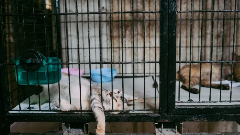 Two cats lounging inside a metal cage with bowls, showcasing domestic pets in captivity.
