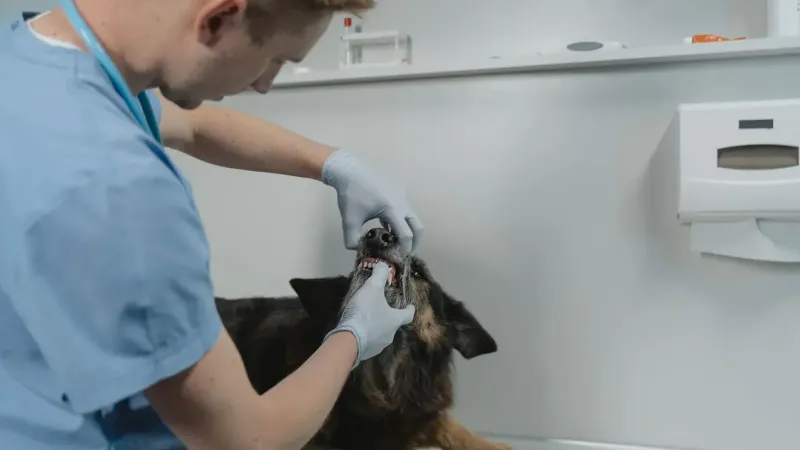 A veterinarian examines a dog's teeth, showcasing pet healthcare and dental check-up in a clinic setting.