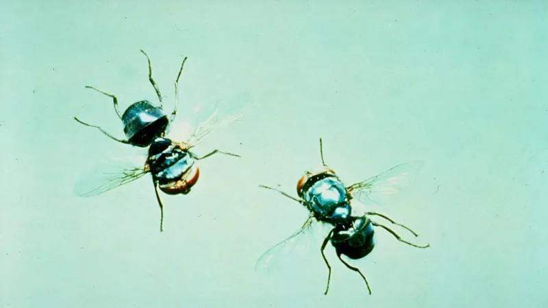 Screw worm fly is a parasite and exotic to Australia.