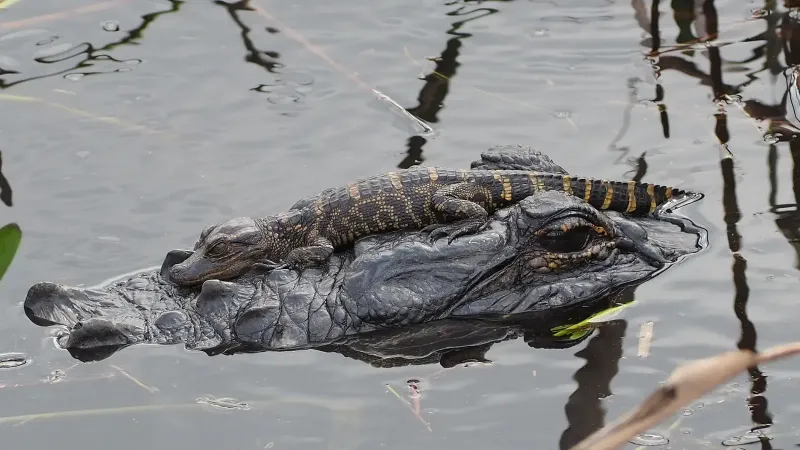 Juvenile American Alligator (Alligator mississippiensis) resting on an adult in Florida