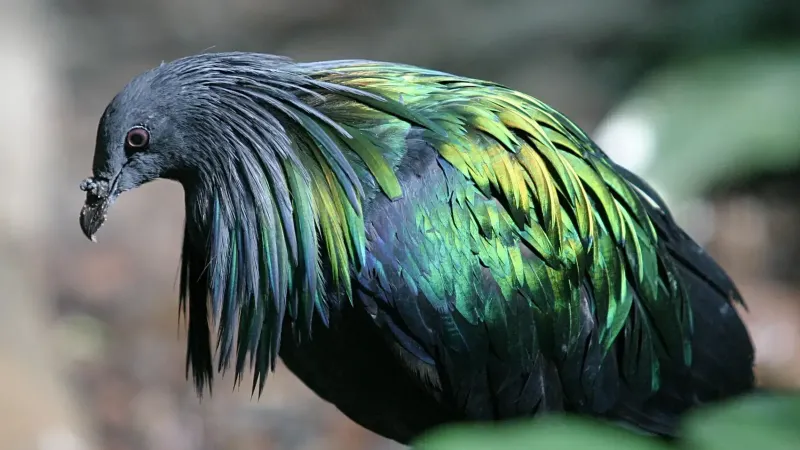Nicobar Pigeon at the Milwaukee County Zoological Gardens in Milwaukee, Wisconsin.