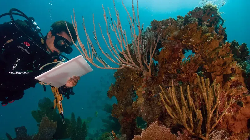 Un clima más cálido afecta a los océanos de otras maneras más allá del aumento del nivel del mar; Los arrecifes de coral como este en el Parque Nacional de las Islas Vírgenes están muriendo.