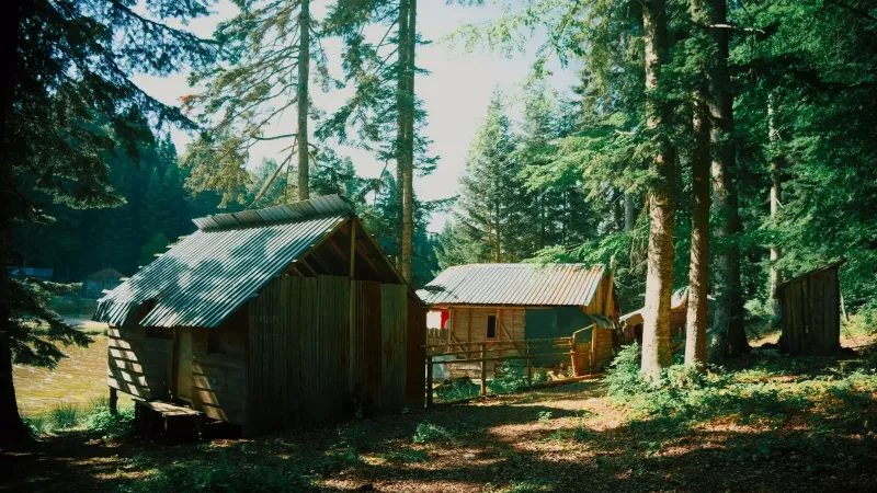 Cabañas de madera con encanto en un bosque tranquilo, ideal de día de verano.