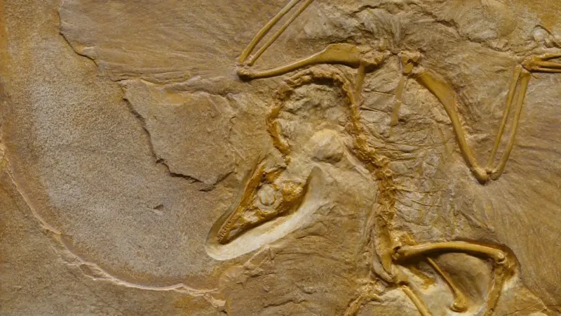 Desde arriba del fósil animal extinto prehistórico encerrado en la superficie agrietada áspera en el área arqueológica