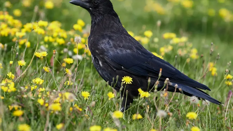 carrion crow (Corvus corone), Schleswig-Holstein, Schönberger Strand