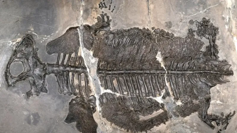 Fossilized skeleton of the marine amphibian Gerrothorax maritimus with detailed ribs embedded in gray rock slab