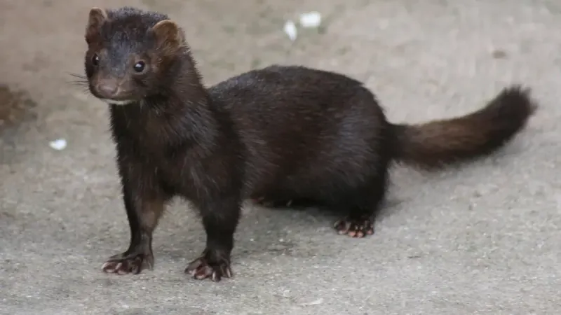American Mink