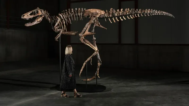 "Jodi"— A Mounted Nanotyrannus Skeleton
