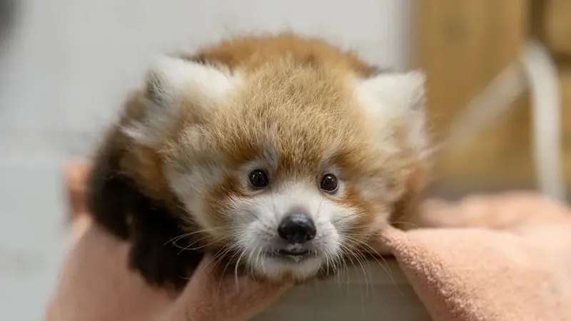 Red Panda Cub se sienta en un pequeño cubo