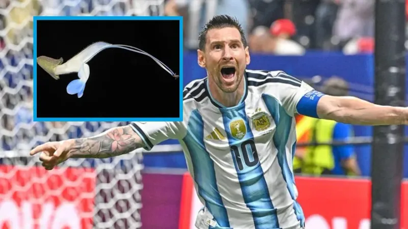 En honor a Messi: Nombran una nueva planta “Salvia messii” por sus colores imagen del post