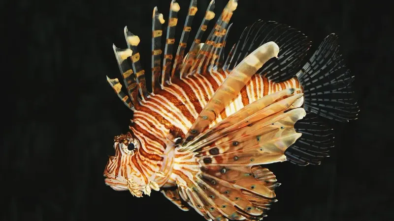 Red lionfish at the Aquazoo (aquarium) in the Zoo Schmiding in Schmiding near Bad Schallerbach, Austria.