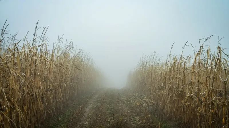 Una brumosa mañana de otoño en un campo de maíz, con un camino desapareciendo en la niebla.