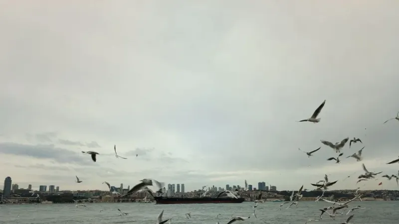 Una bandada de gaviotas volando sobre el Bósforo con el horizonte de Estambul en el fondo.