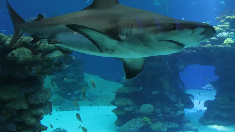 Carcharhinus obscurus, Underwater Observatory Marine Park, Eilat
