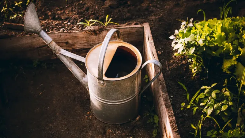 Una regadera vintage en una cama de jardín elevada rodeada de lechuga verde fresca y plantas.