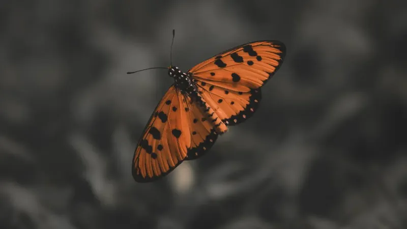 A striking orange butterly with black spots captured in close-up with a blurred background.