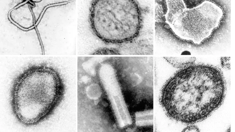 A montage of transmission electron micrographs of various viruses classified in the phylum Negarnaviricota.