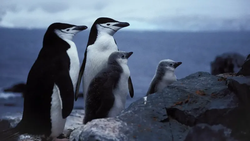 Chinstrap Penguin, Antarctic Peninsula