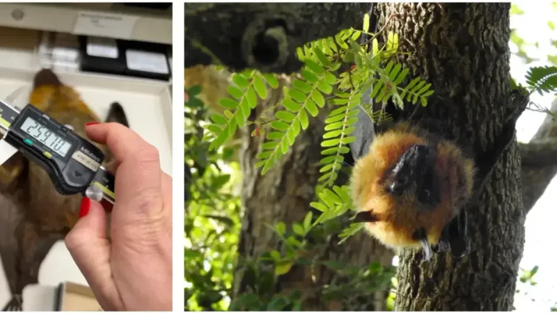 Izquierda: Emily Cornelius Ruhs midiendo el cráneo de un zorro volador de Madagascar en las colecciones del Museo de Campo. Derecha: Un zorro volador en un árbol.
