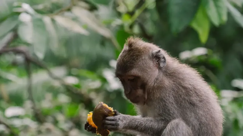 Un mono macaco disfrutando de la fruta en un entorno natural al aire libre.